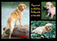 /album/pet-portraits/autumn-storyboard-w-jpg/